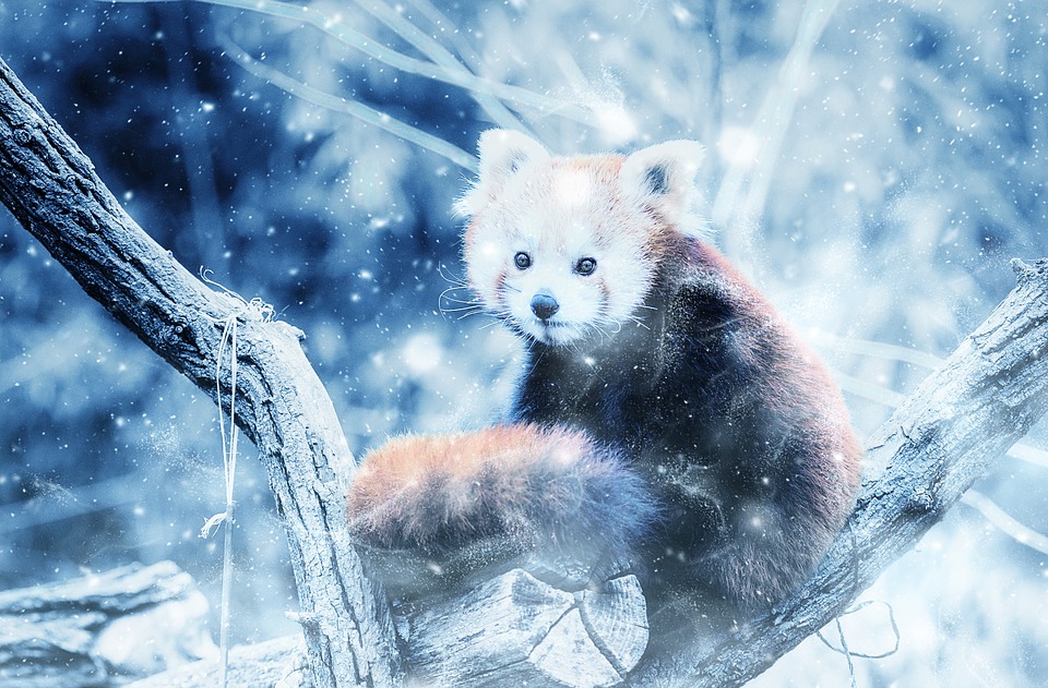 Animal, Red Panda, Snow, Art, Vintage, Winter, Nature