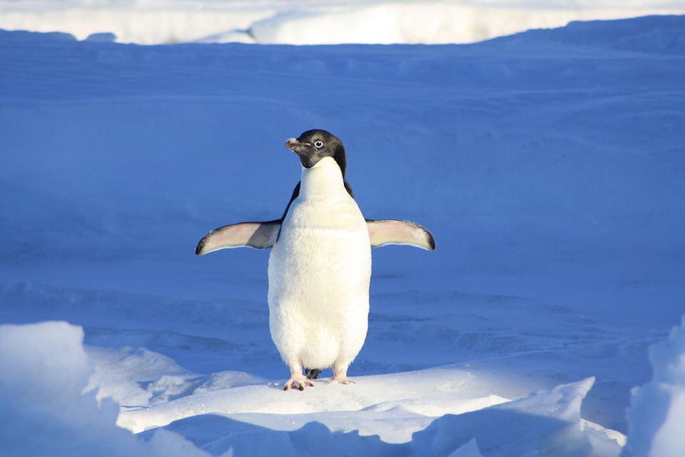 Penguin, Funny, Blue, Water, Animal
